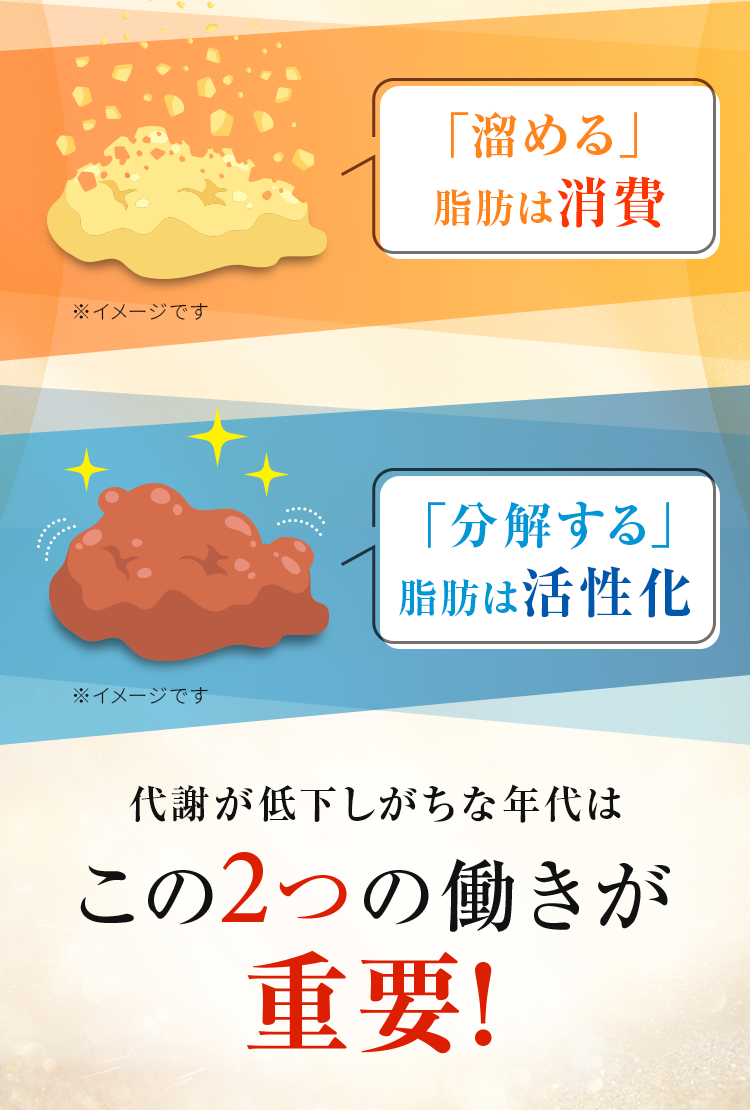 「溜める」脂肪は消費、「分解する」脂肪は活性化　代謝が低下しがちな年代はこの２つが重要