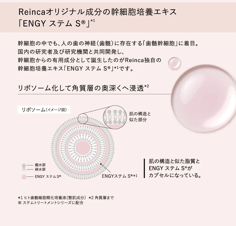 Reincaオリジナル成分の幹細胞培養エキス「ENGY ステム S(R)」